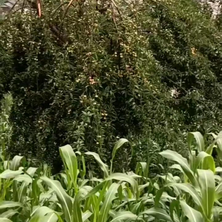 做人累