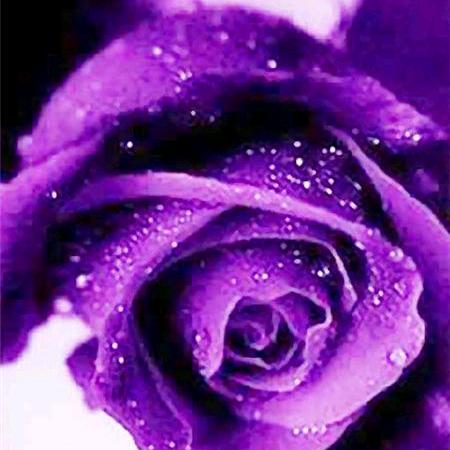 🌹🌹愿🌹好🌹运🌹相伴🌹🌹