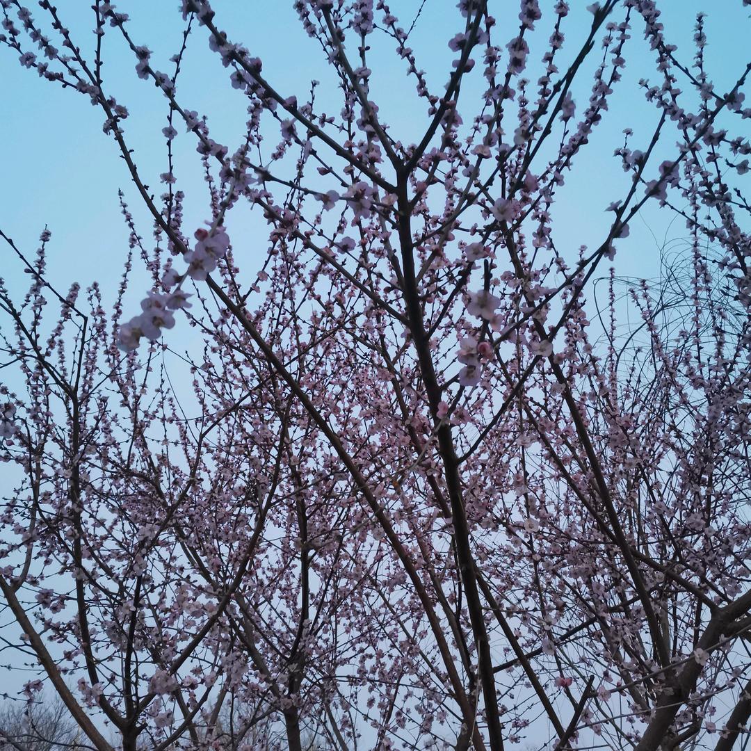 飞腾