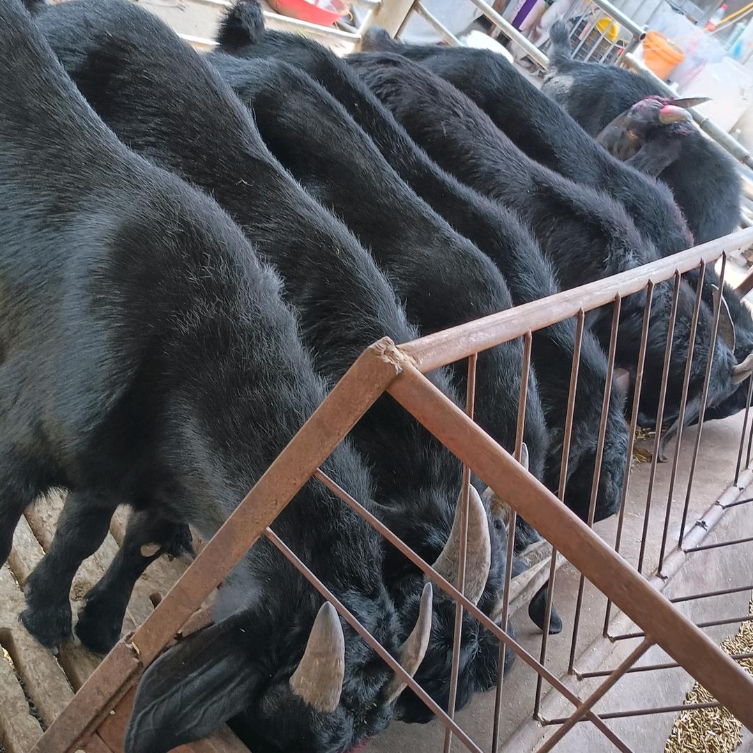 养羊黄大姐