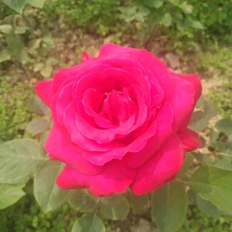 春暖花开