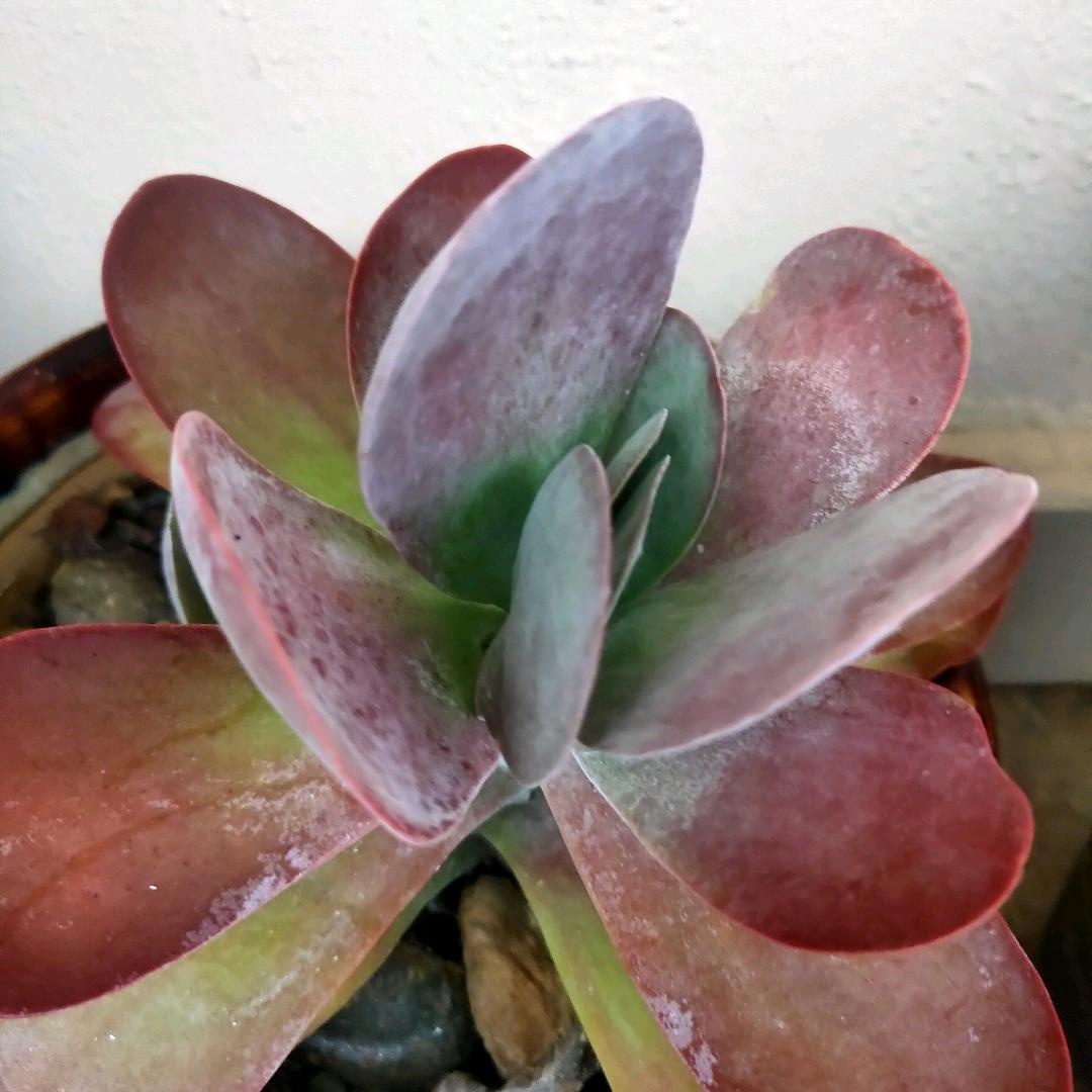 秋