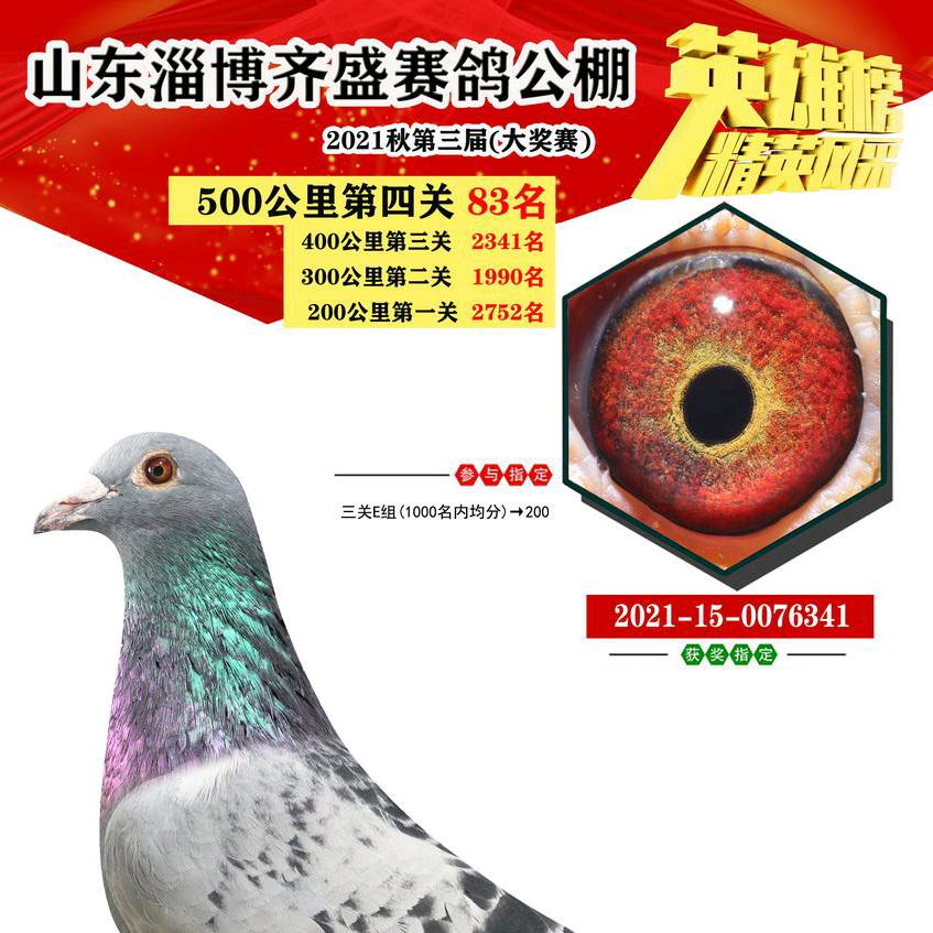 俊凯赛鸽赵俊凯