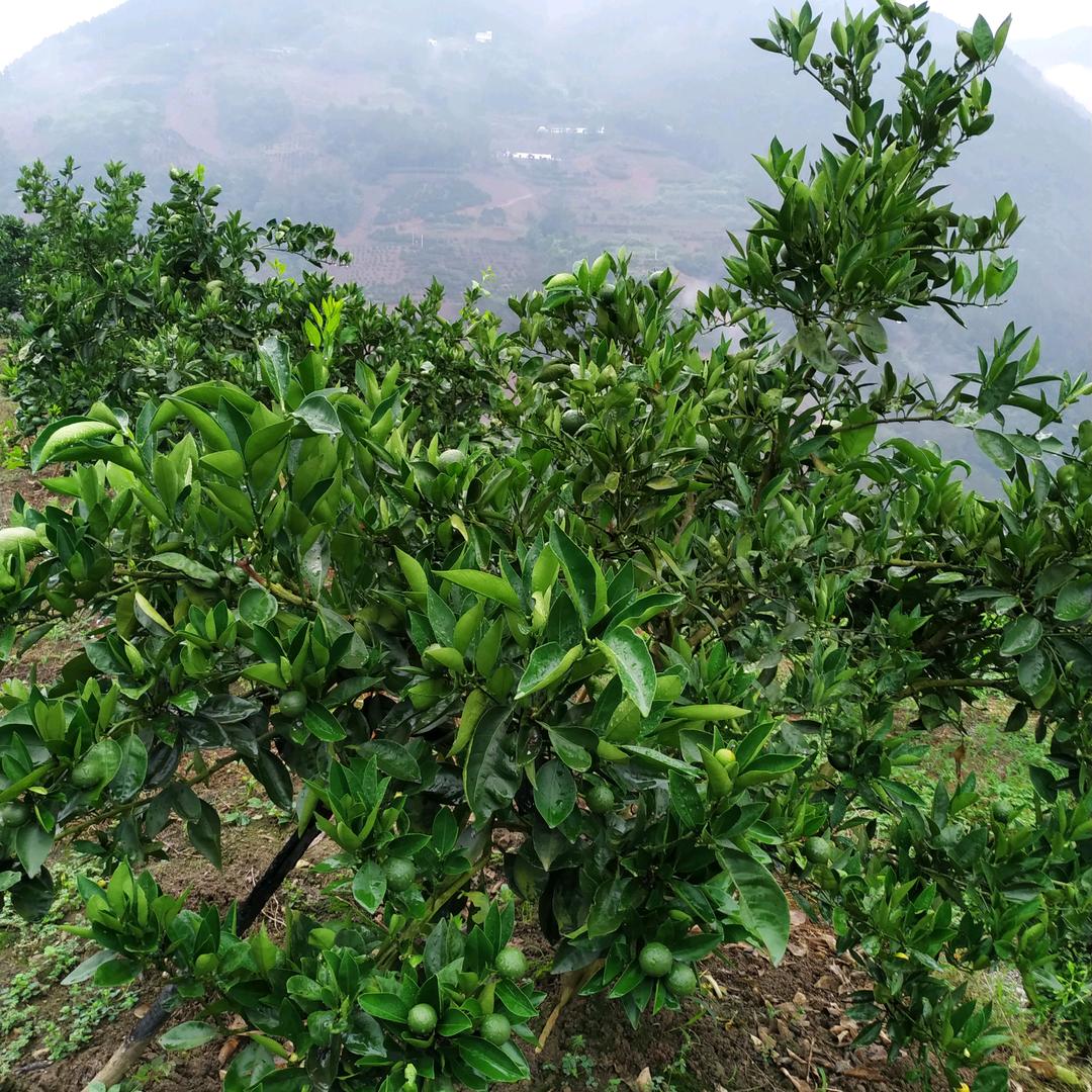 种橙大叔爱唱歌