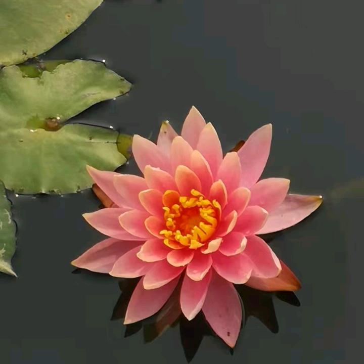 杨永华