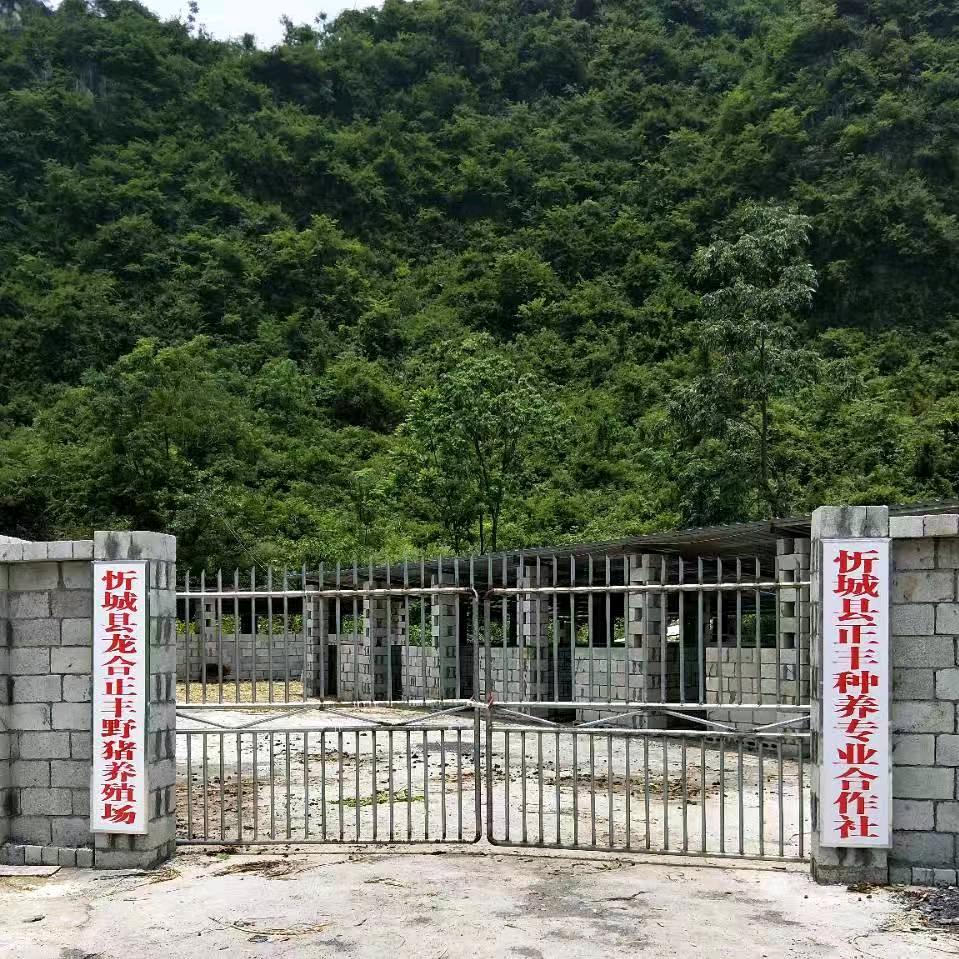 忻城龙合正丰野猪养殖场
