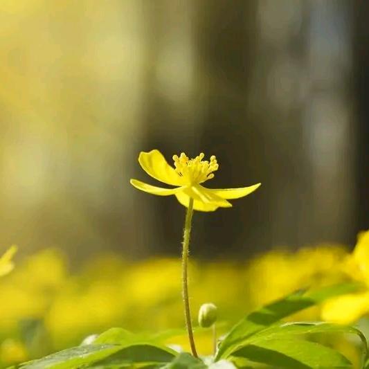荣成煜华全屋定制工厂（乐臣木门）招设计师