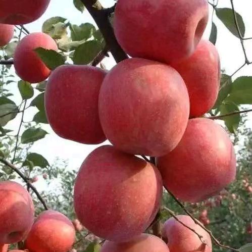 诸子百家（张永军）