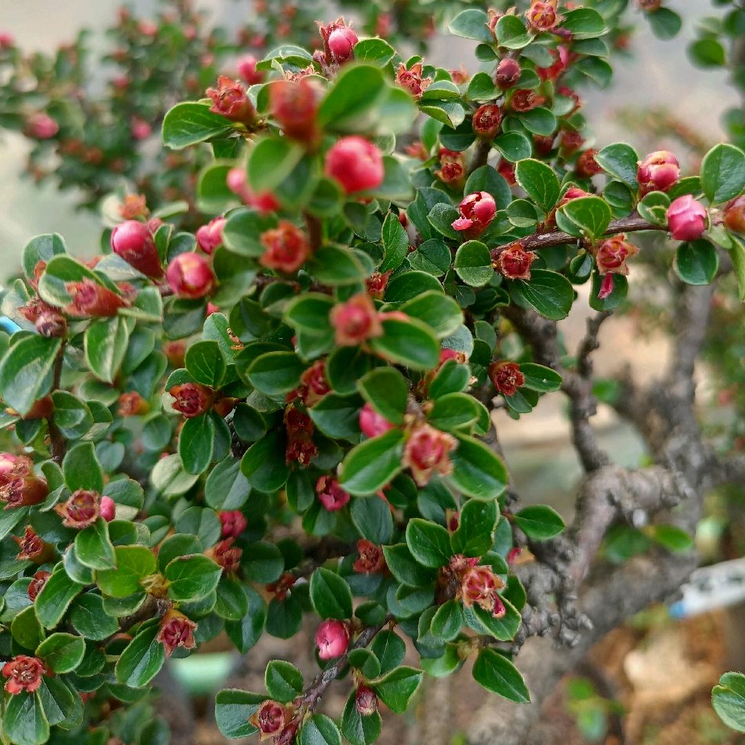 桃溪种植场