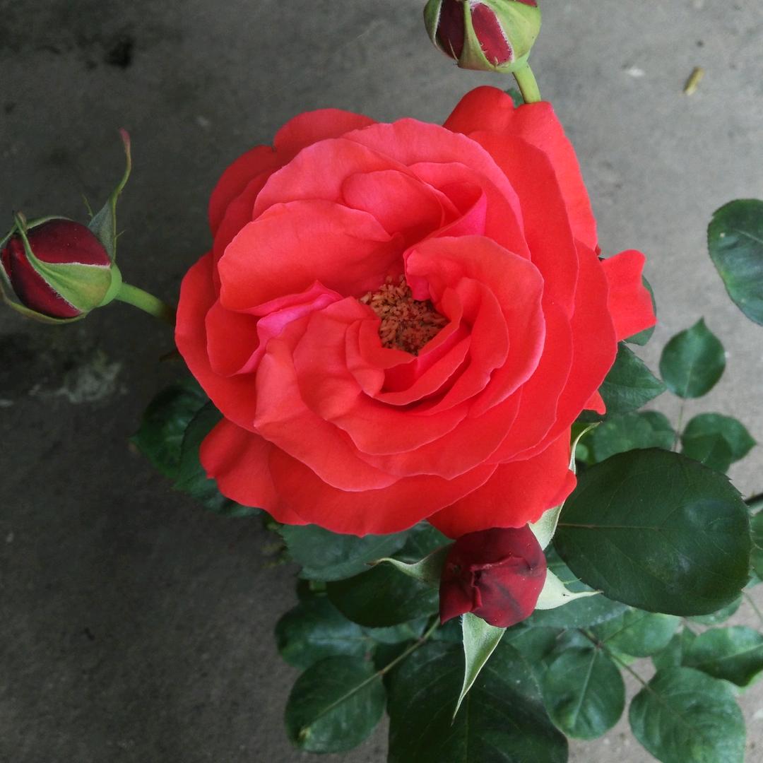 春暖花开燕不归