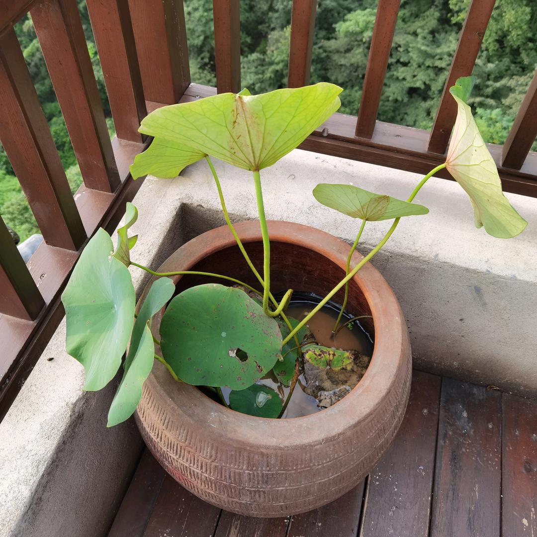 南京文华国际旅行社—方文华