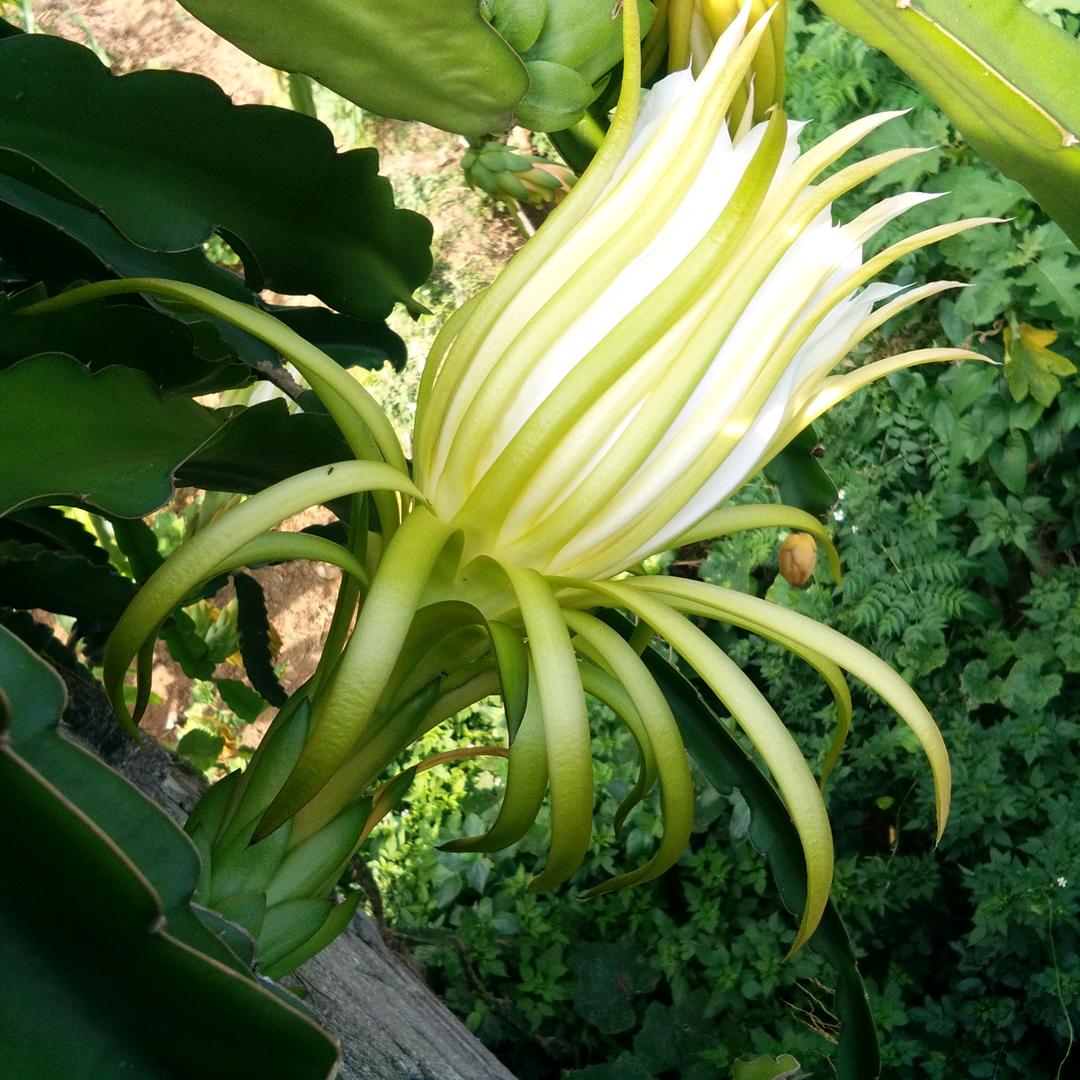 莲花水上开