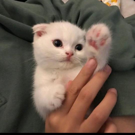 奈何已是局中人