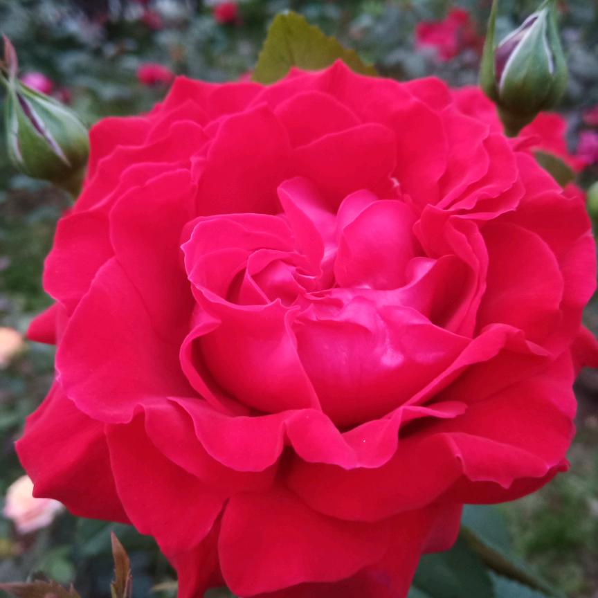 花儿