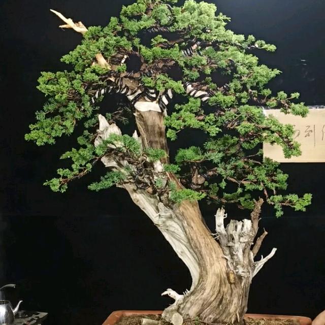 双鑫（邵）