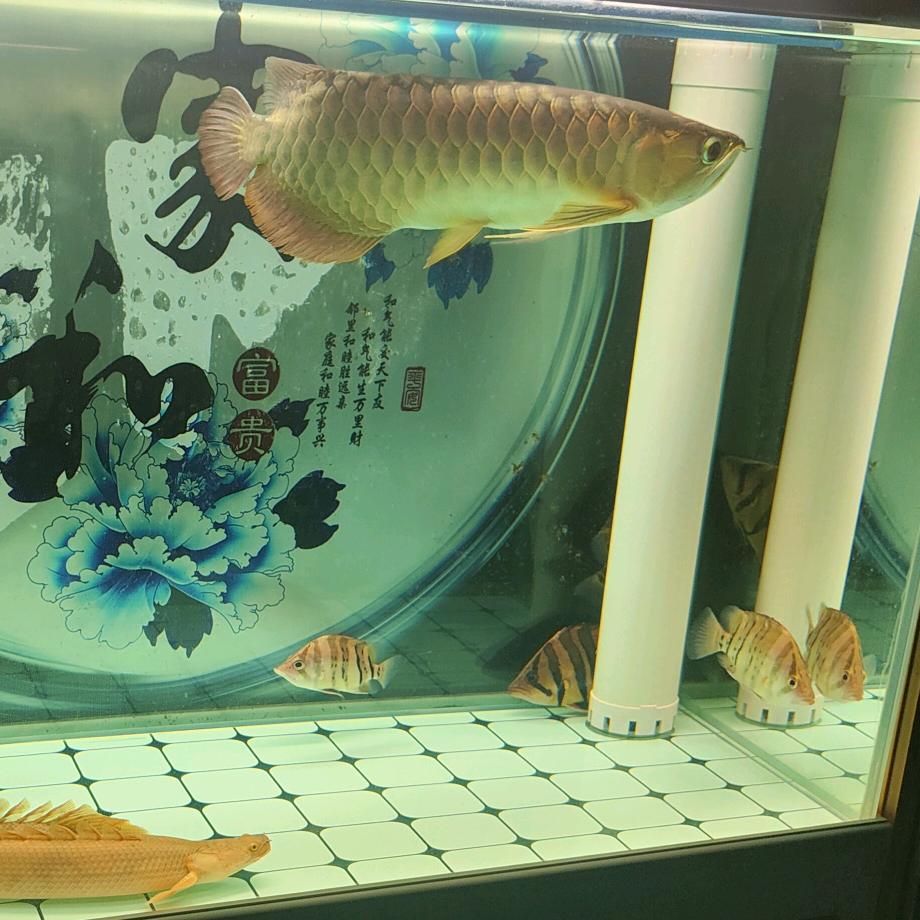 白城市鱼乐圈水族馆