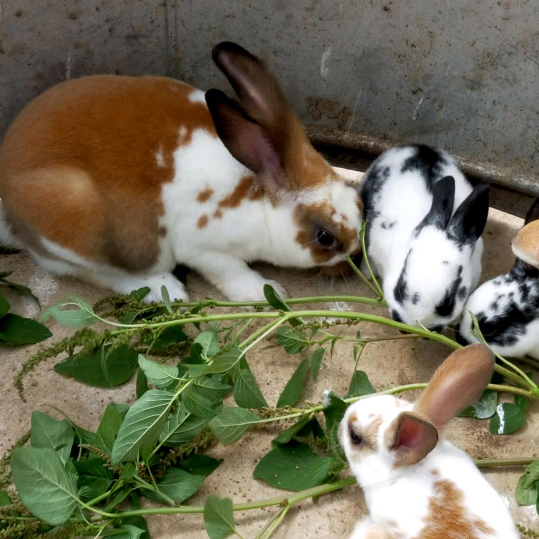 俊俊种兔养殖场