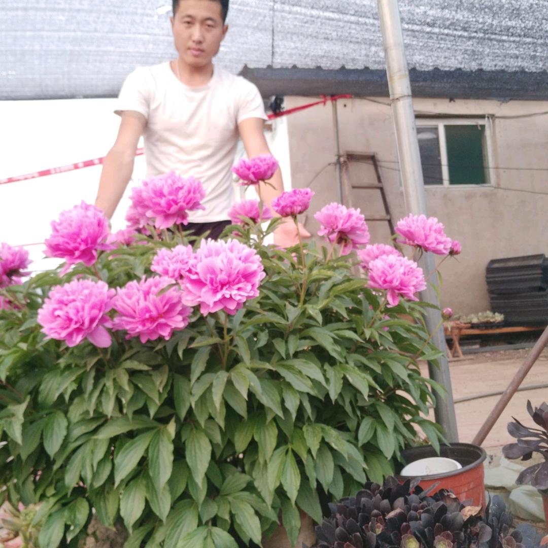 云龙多肉植物农场