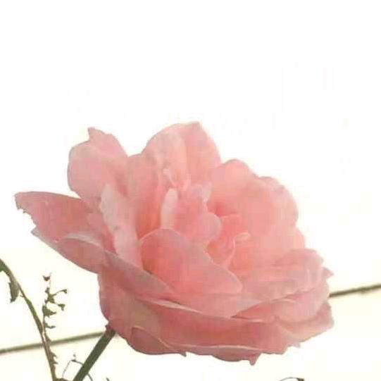 粉红牡丹