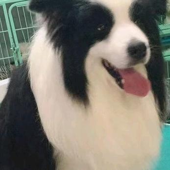 萌宠优加边牧犬舍