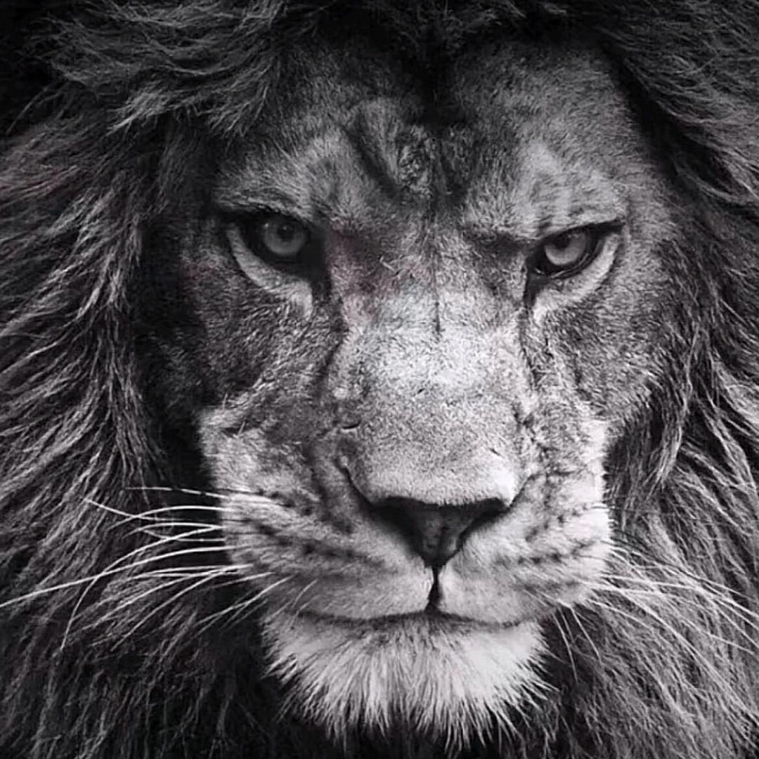 山西鹏飞果业（贡梨，雪花梨）