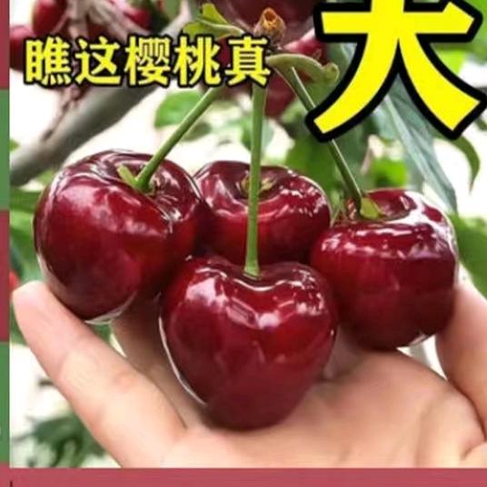 种樱桃的小老头