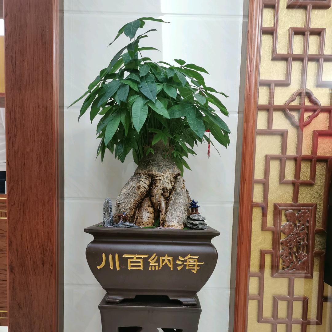 华姨爱生活