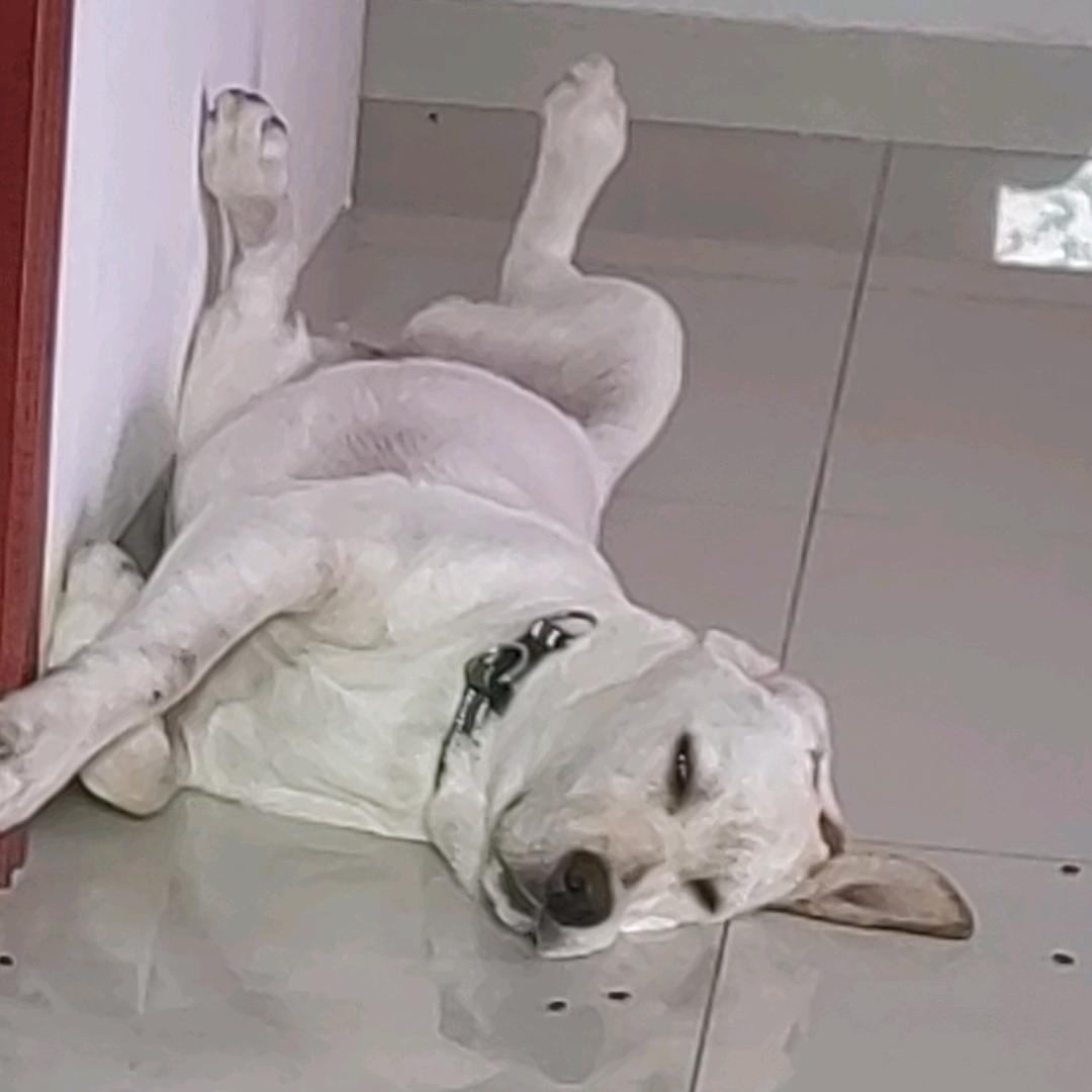 小锤锤来啰～～～