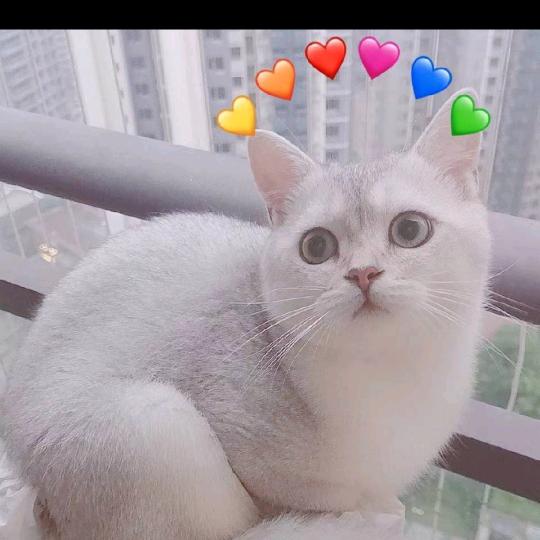 小杰哥