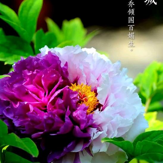 云（拒连赞）