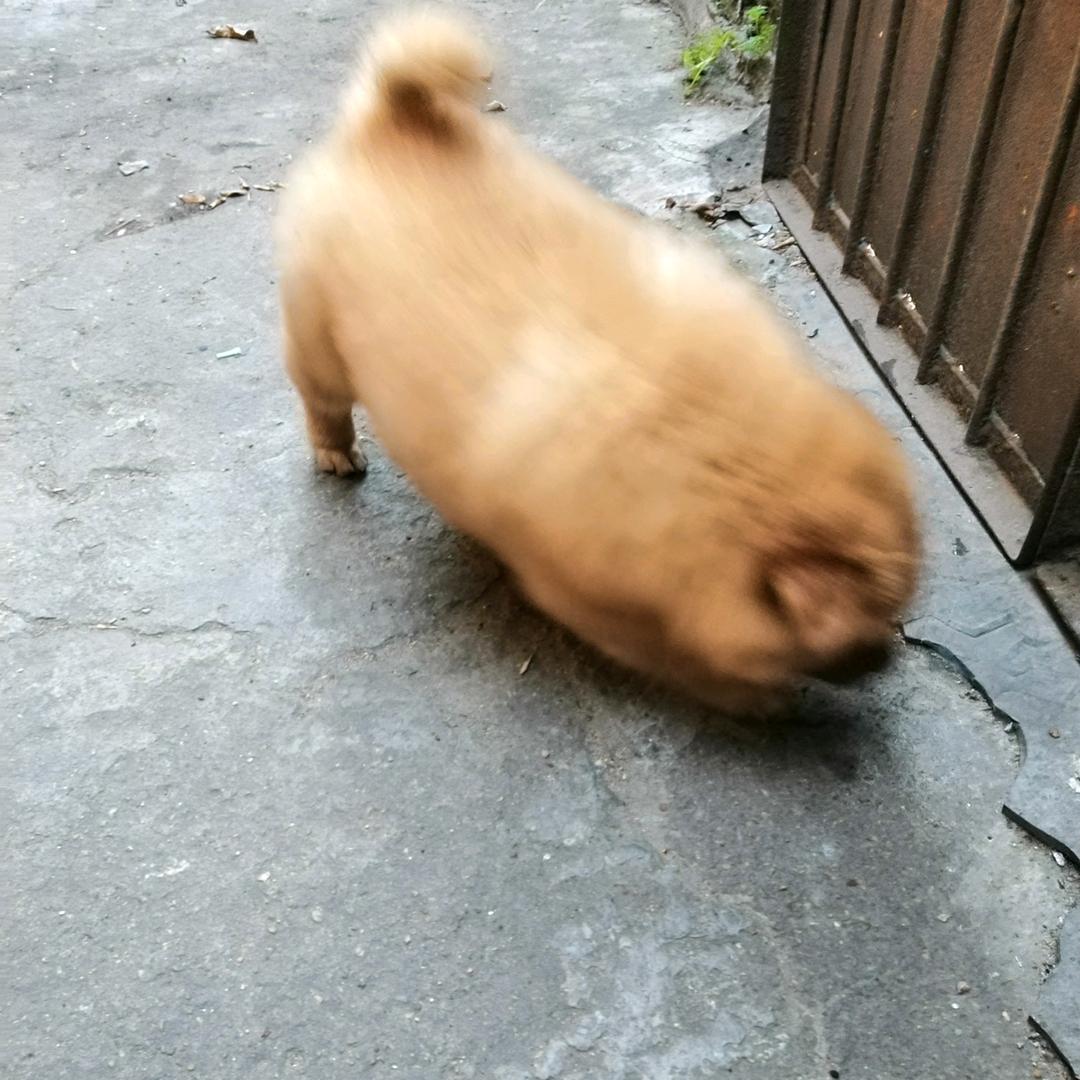 盛盛