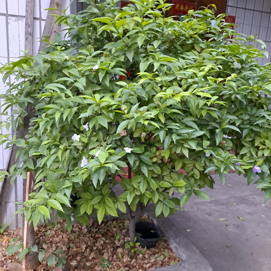 麦穗姐