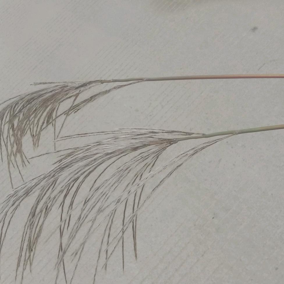 一碗胡辣汤