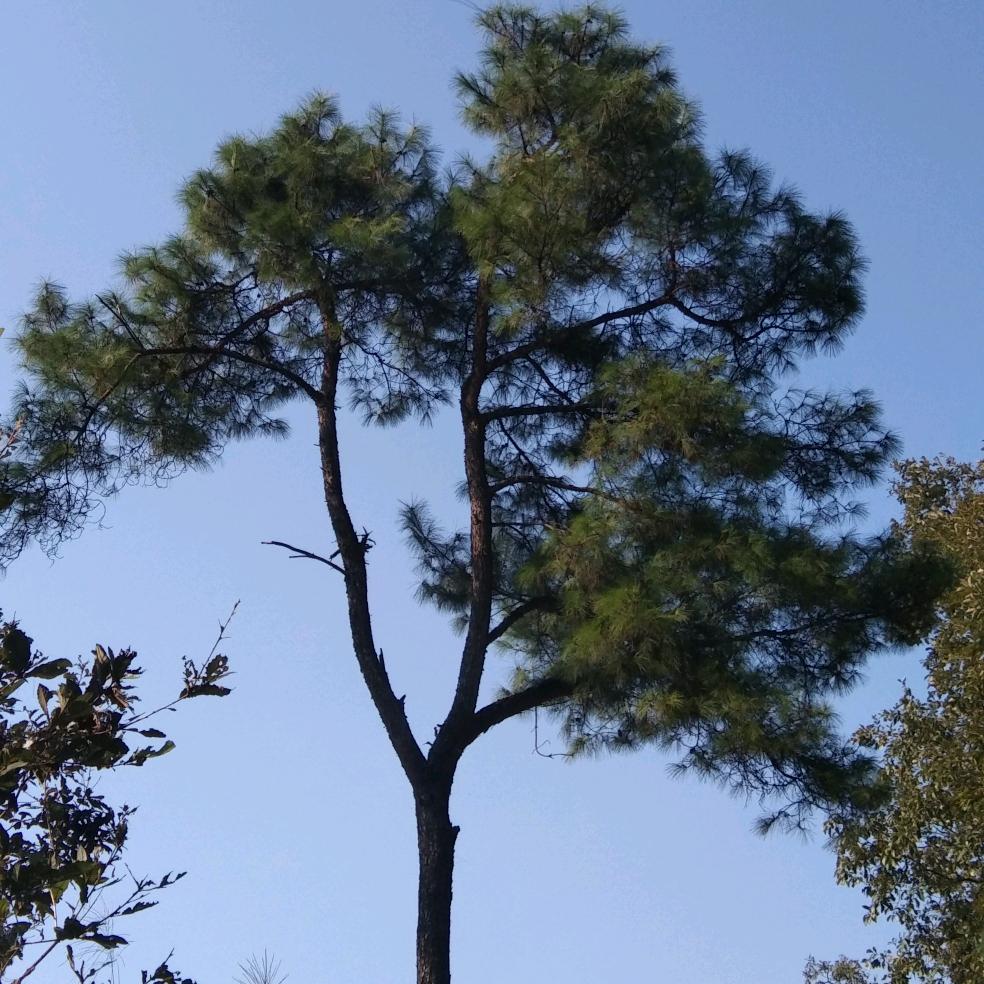 游子