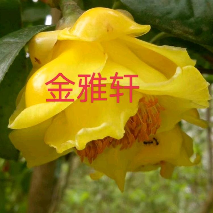 金雅轩金花茶盆栽园