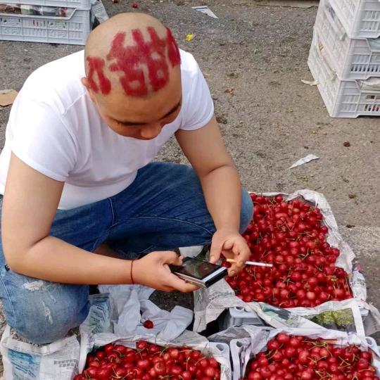 抚顺樱桃一哥
