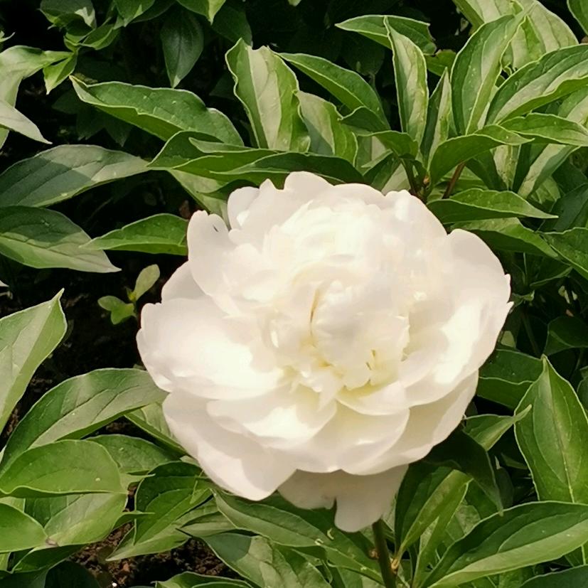 心如莲花