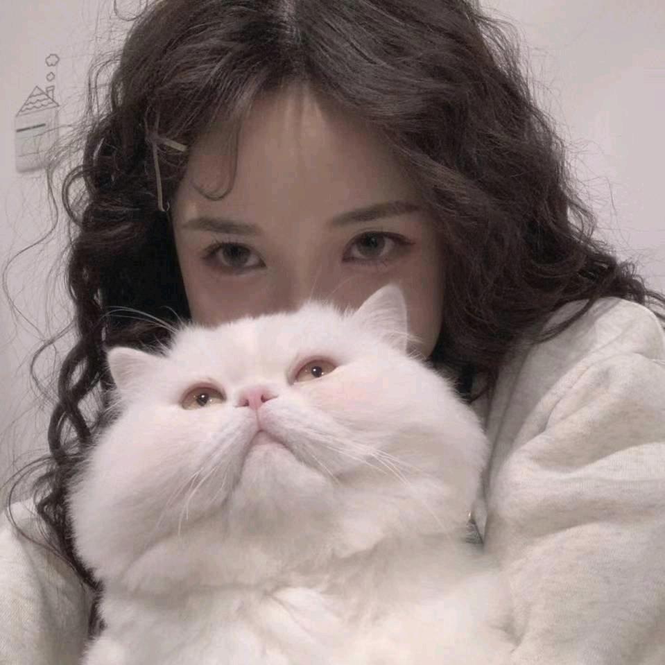 猫咪工程信息求知咨询