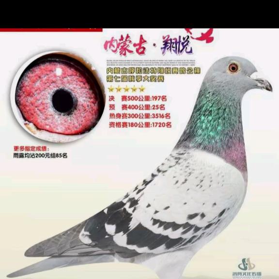 发发发