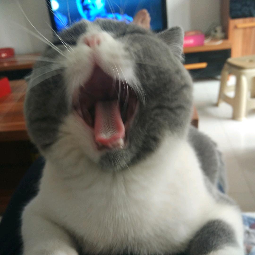 虎哥纯种猫生活馆