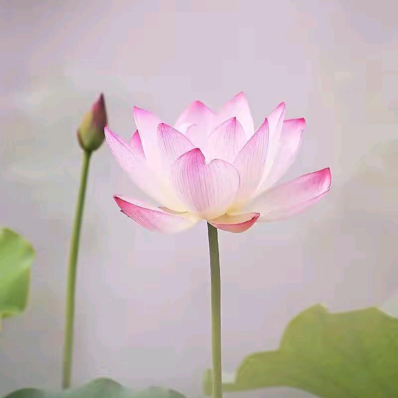 情感聊天，正能量