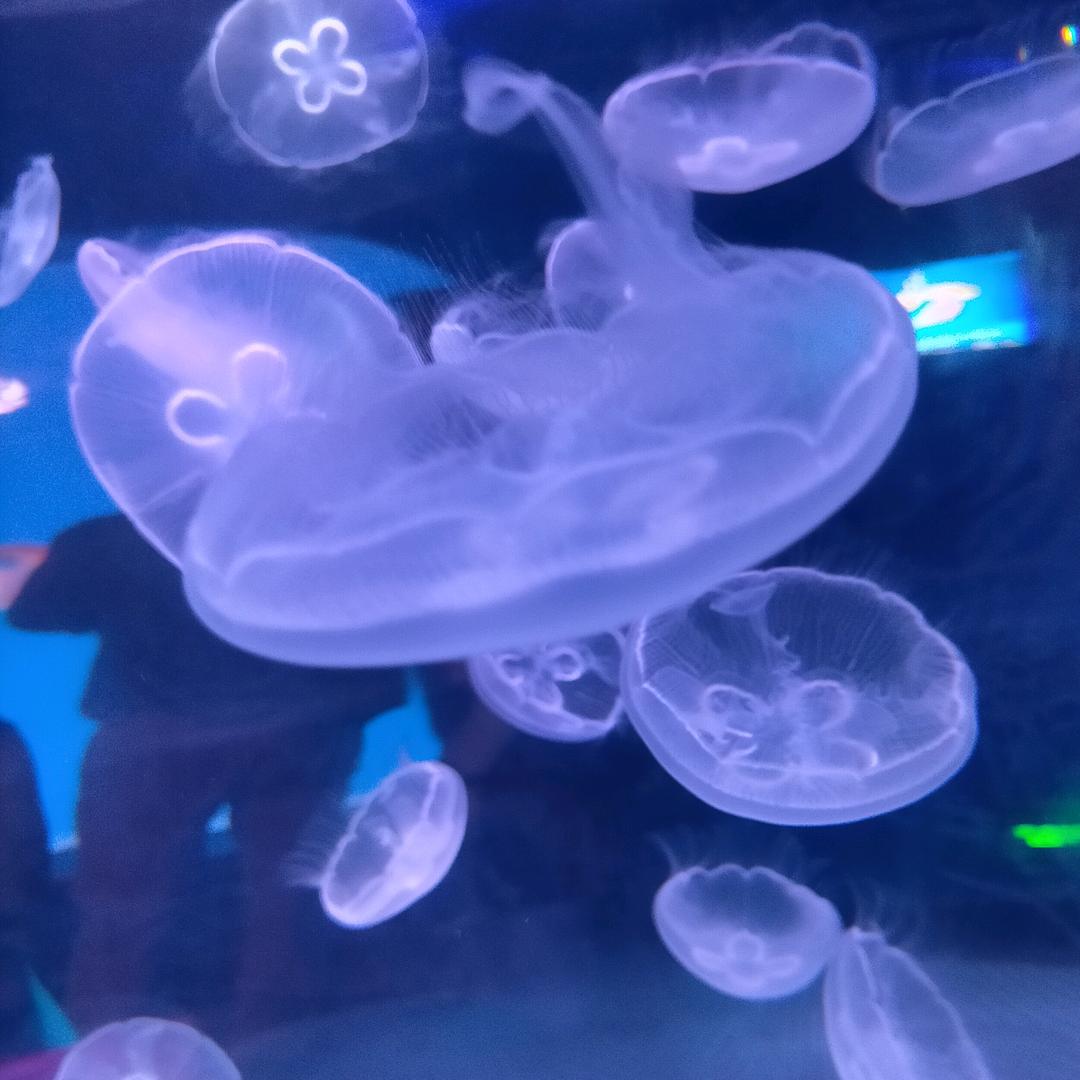 冰洋（扬帆起航）