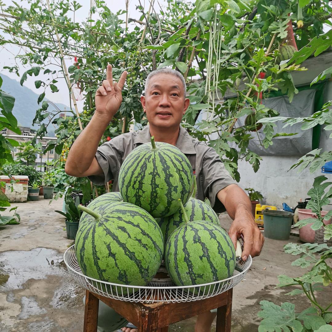 我家楼顶小菜园@抖音