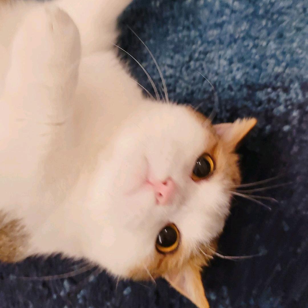 云柒柒柒💫