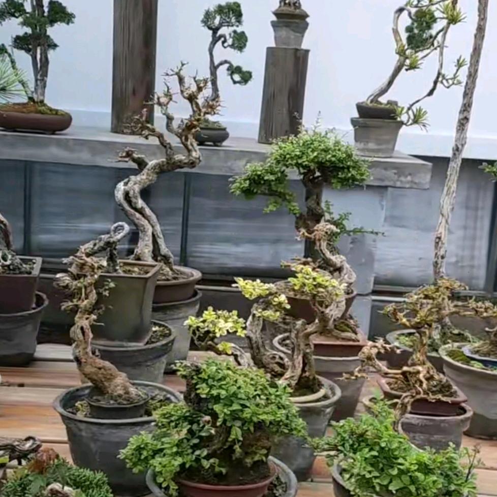 啊D盆景