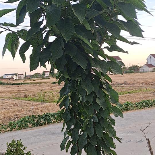 上海的树