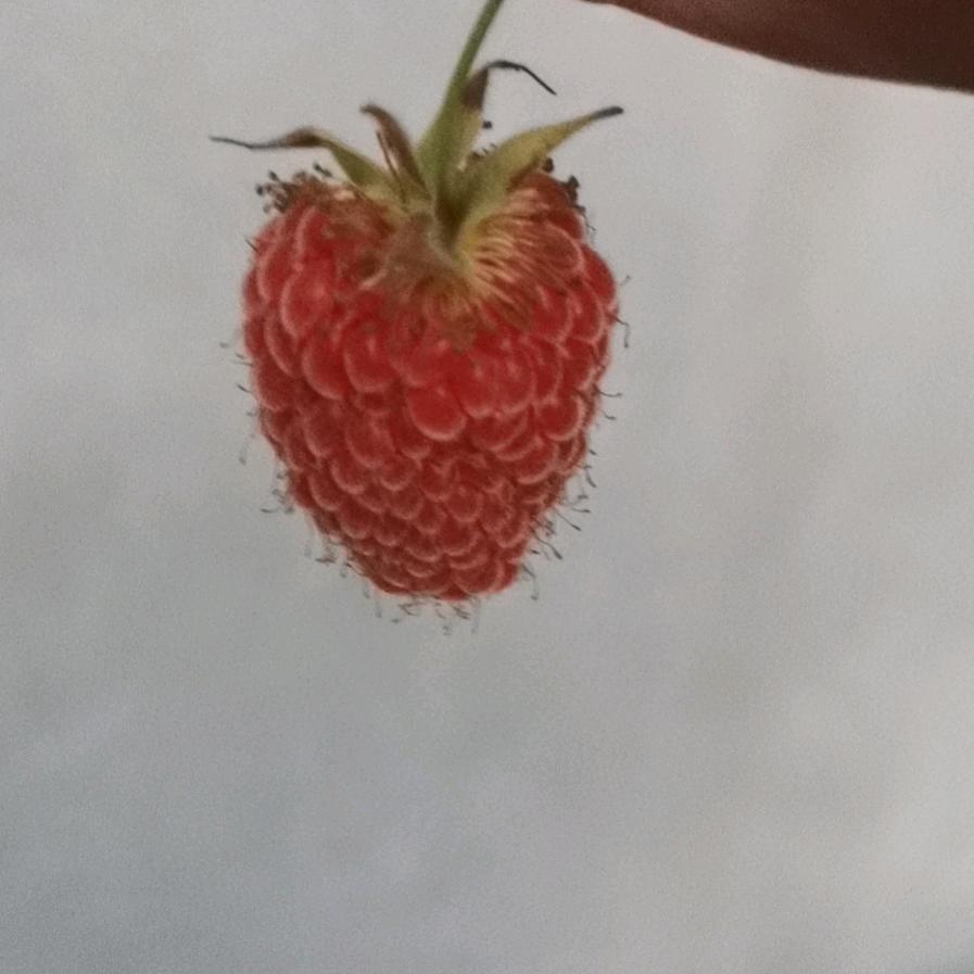 再无春夏秋