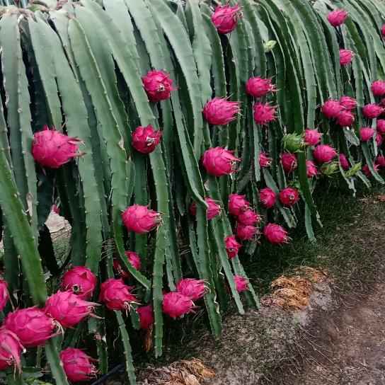 松江新源红火龙果脆李采摘园