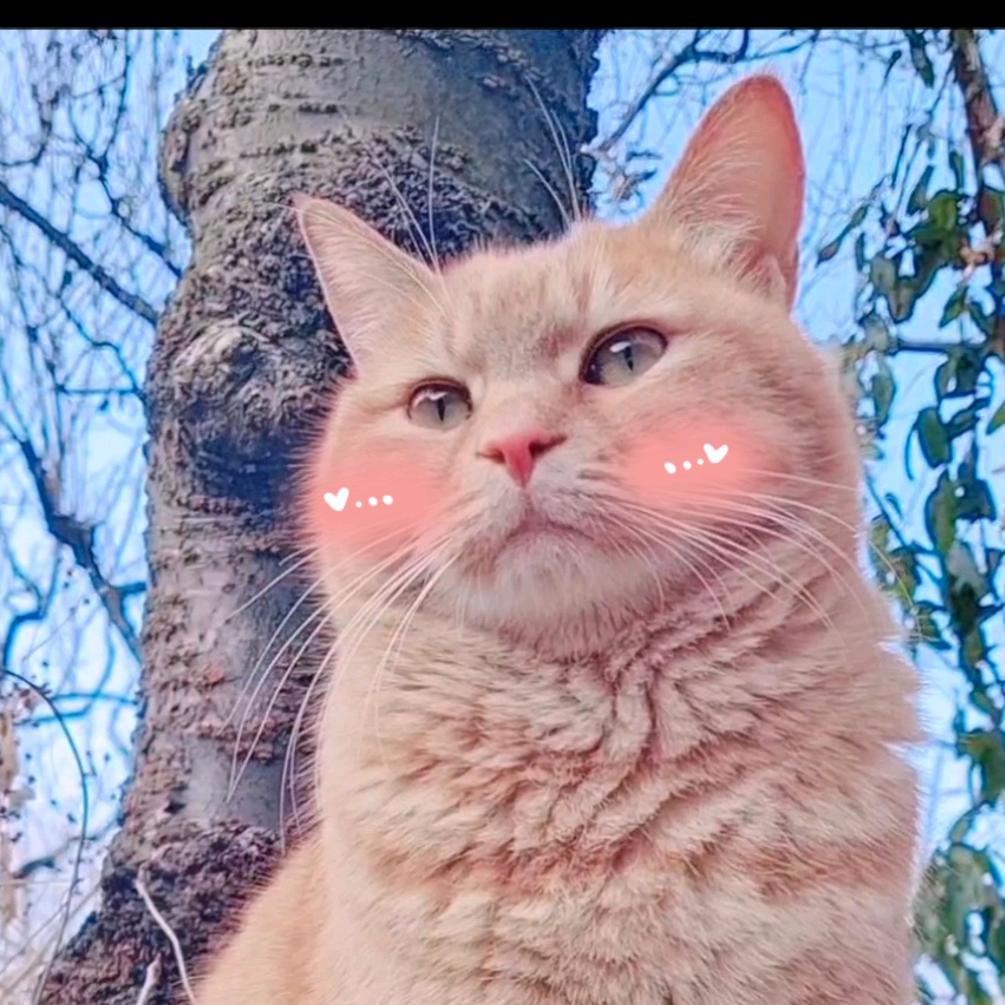 橘子小野猫