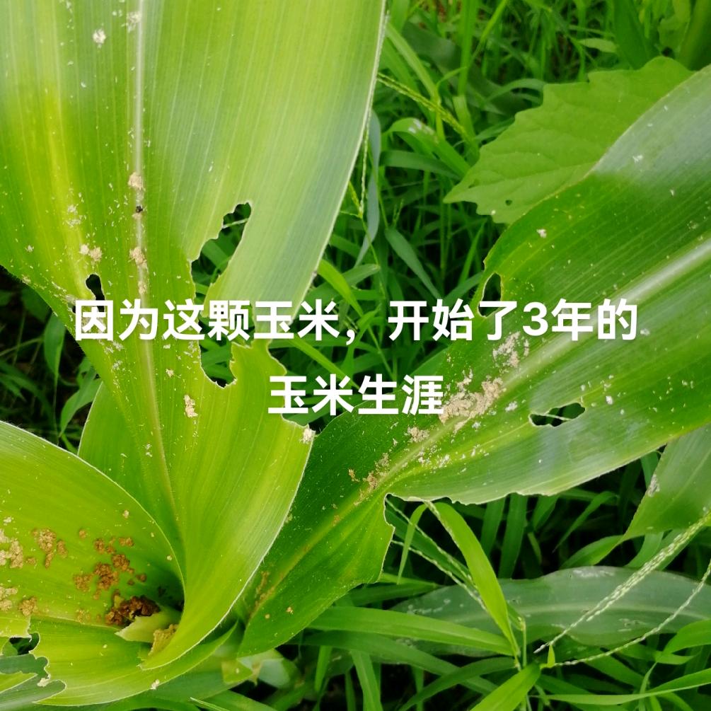 云备胎